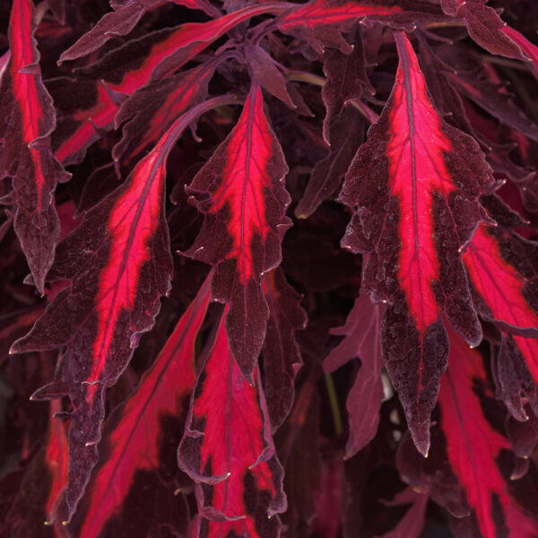 Coleus FlameThrower™ Adobo Pink