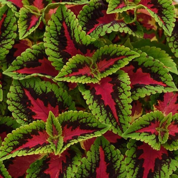 Coleus 'French Quarter'