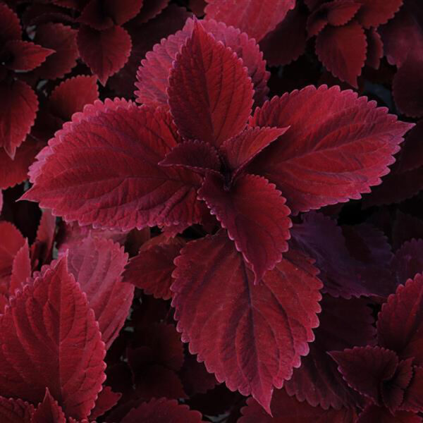 Coleus 'Red Head'