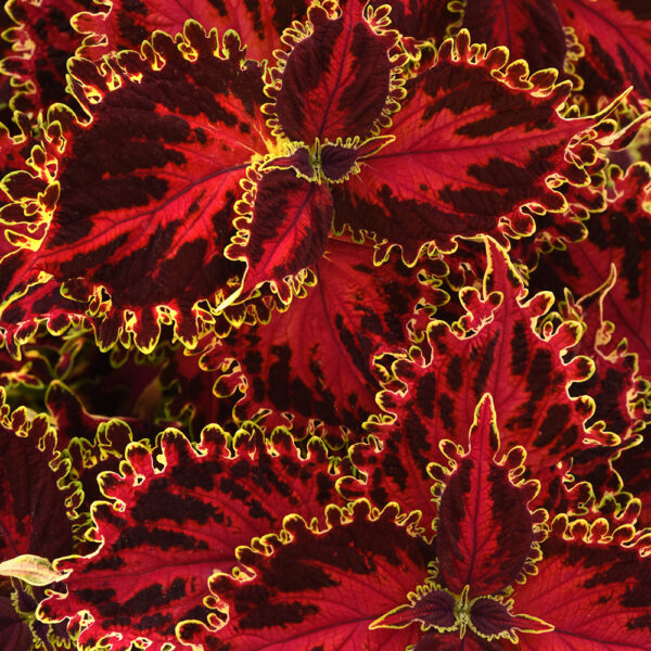 Coleus 'Solar Flare'