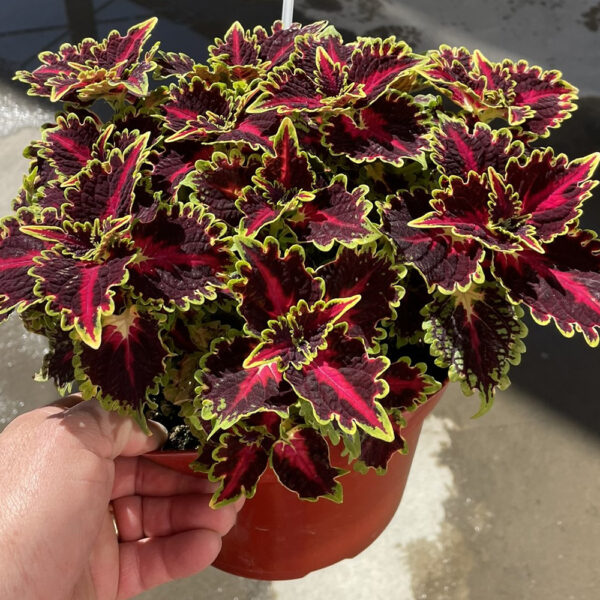 Coleus 'Terrascape Queen'