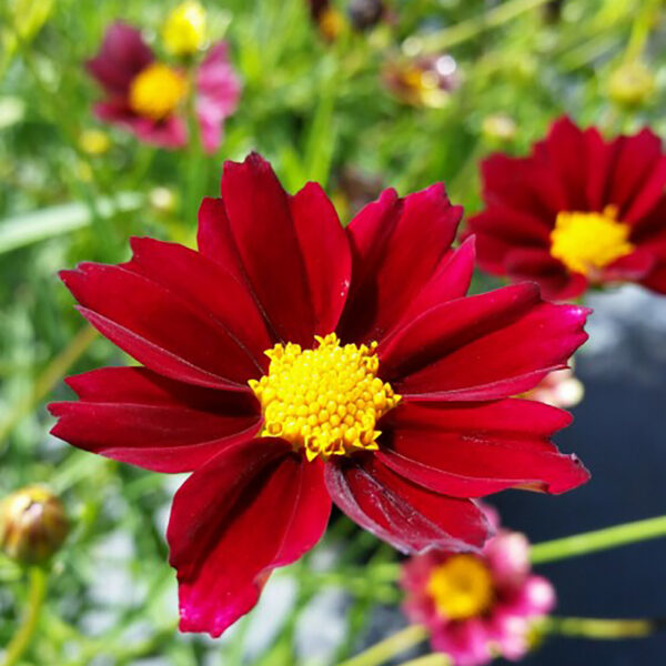 Coreopsis Big Bang™ 'Mercury Rising'