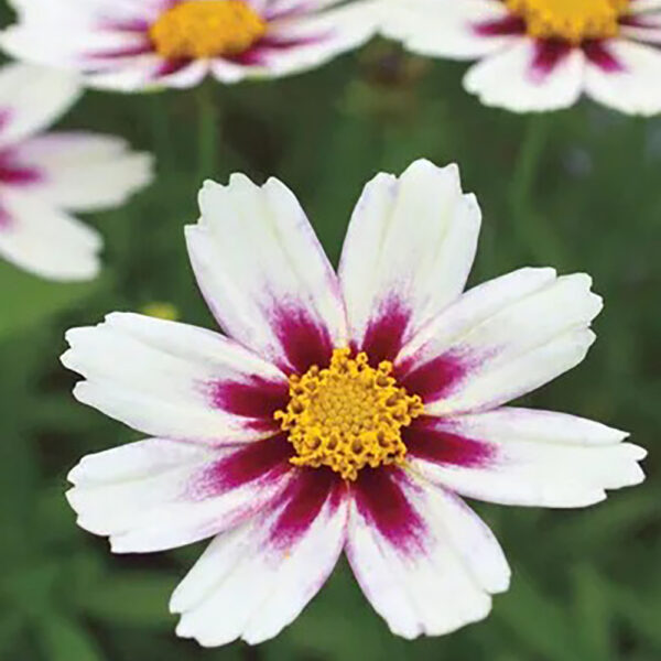 Coreopsis Big Bang™ 'Star Cluster'