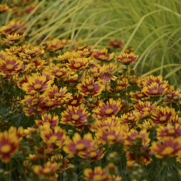 Coreopsis Li'l Bang™ Daybreak