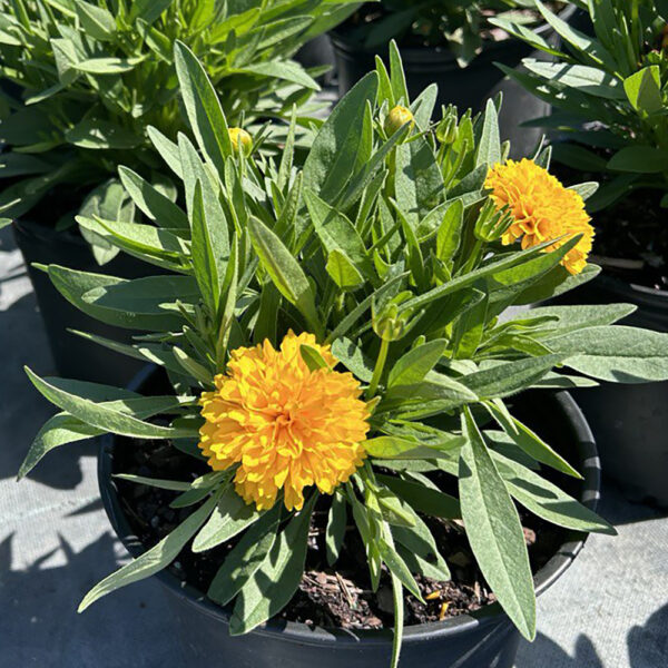 Coreopsis Solanna™ Golden Sphere