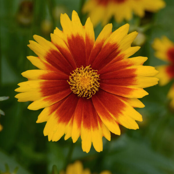 Coreopsis UpTick™ Gold