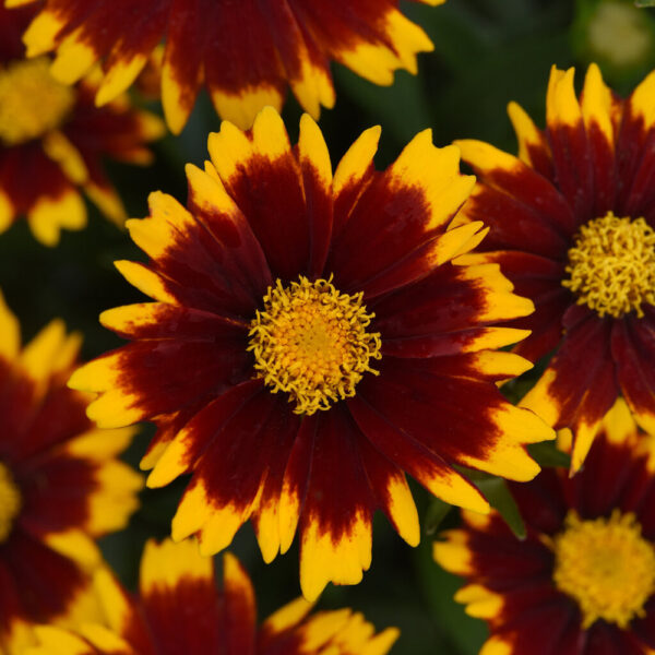 Coreopsis UpTick™ Red