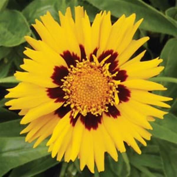 Coreopsis gran. 'Sunfire'