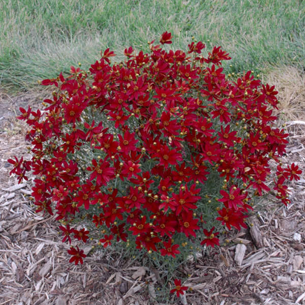 Coreopsis ver. 'Hot Paprika'