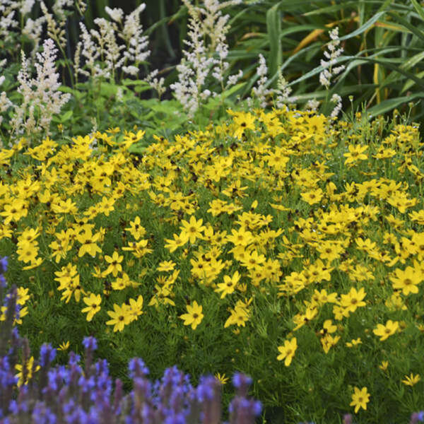 Coreopsis ver. 'Zagreb'