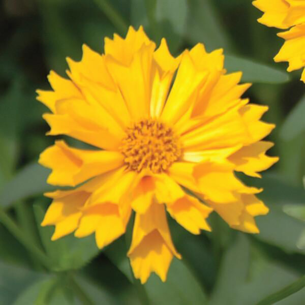 Coreopsis x 'Jethro Tull'