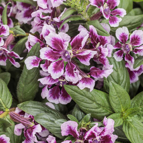 Cuphea Totally Tempted™ Frosted Violets™