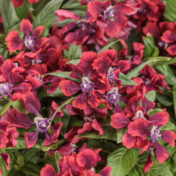 Cuphea Totally Tempted™ Richly Red™