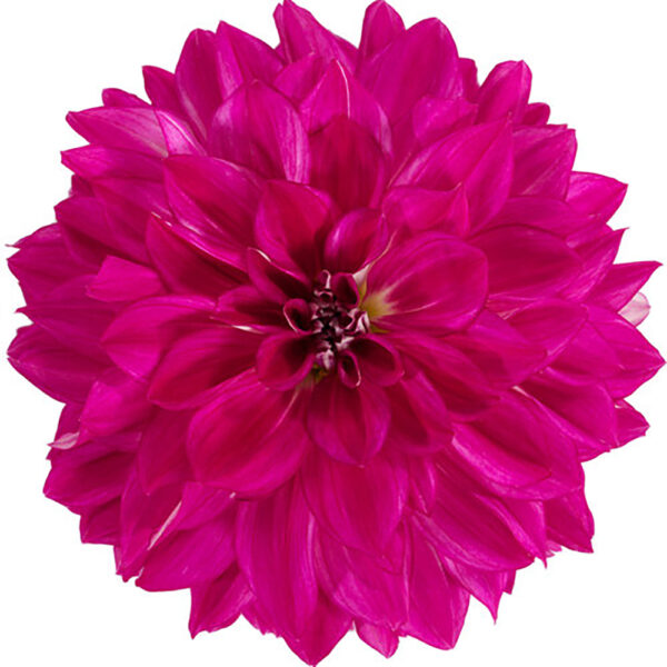 Dahlia Dalina® Grande Cadena