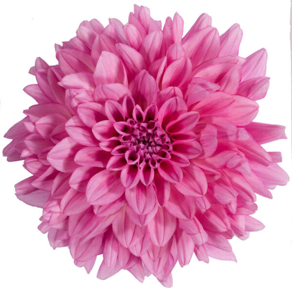 Dahlia Dalina® Grande Cozumel