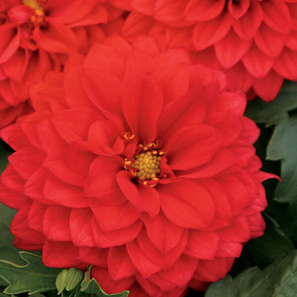 Dahlia Dalina® Grande Topia