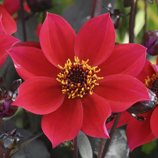 Dahlia Happy Days® Cherry Red