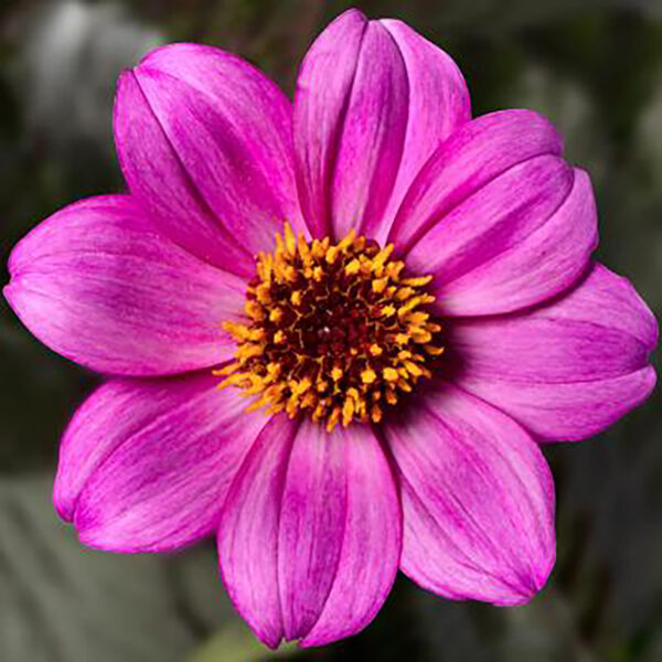 Dahlia Happy Days® Purple