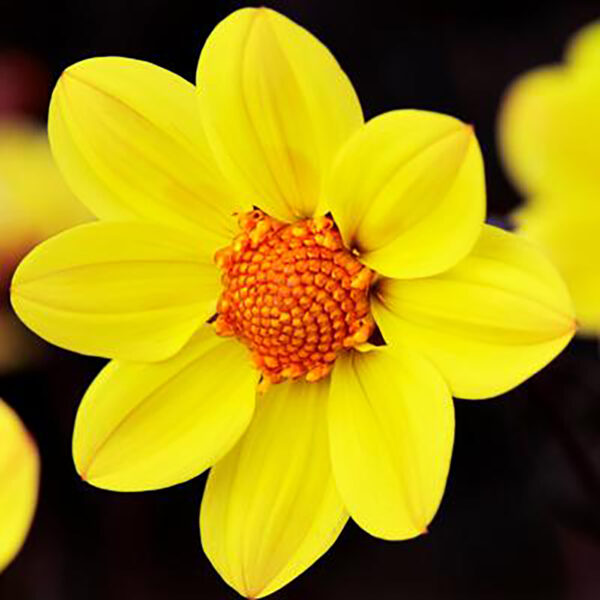 Dahlia Happy Days® Yellow