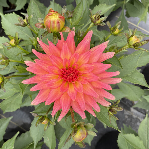 Dahlia Megaboom Orange Crush