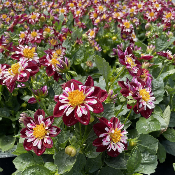 Dahlia Starsister® Red & White