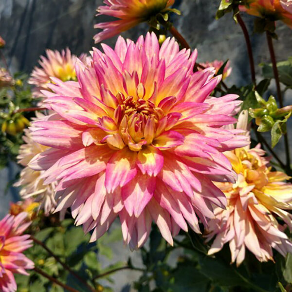 Dahlia XXL Sunset