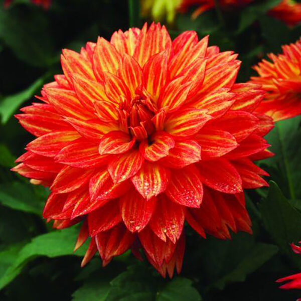 Dahlia XXL Tabasco