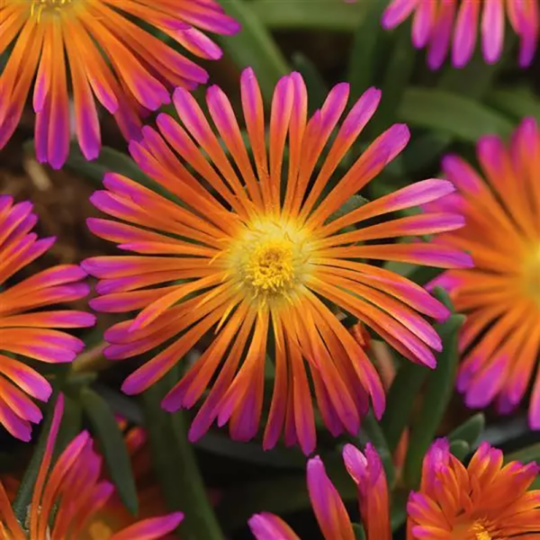 Delosperma Ocean Sunset™ Orange Glow