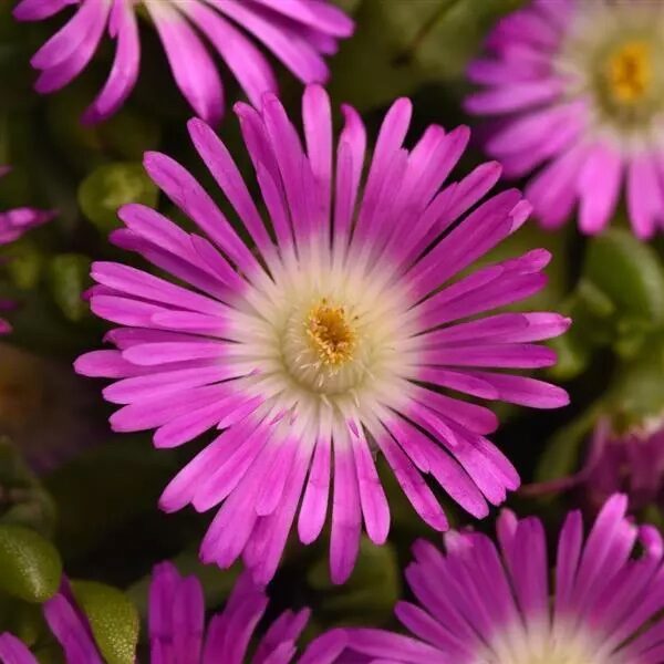 Delosperma Ocean Sunset™ Violet Flare