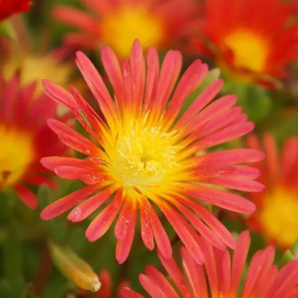 Delosperma Wheels of Wonder® Fire Wonder