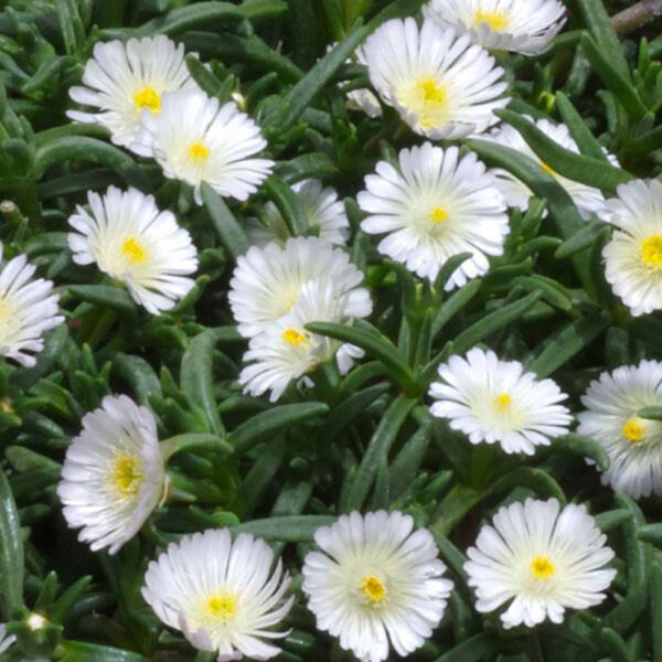 Delosperma Wheels of Wonder® White Wonder