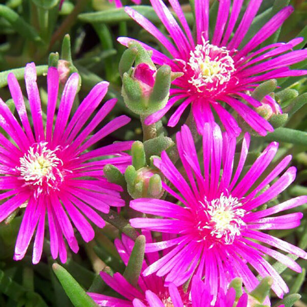 Delosperma cooperi