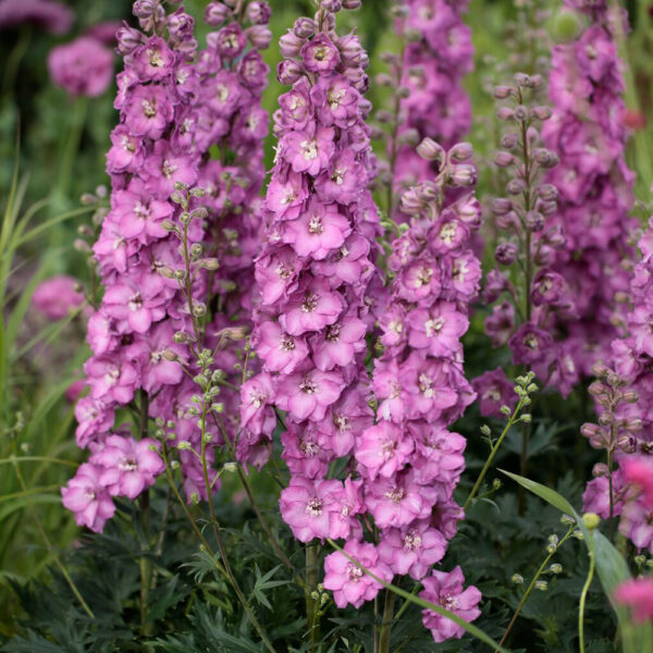 Delphinium Delgenius® 'Chantay'