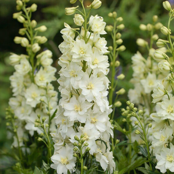 Delphinium Delgenius® 'Neva'