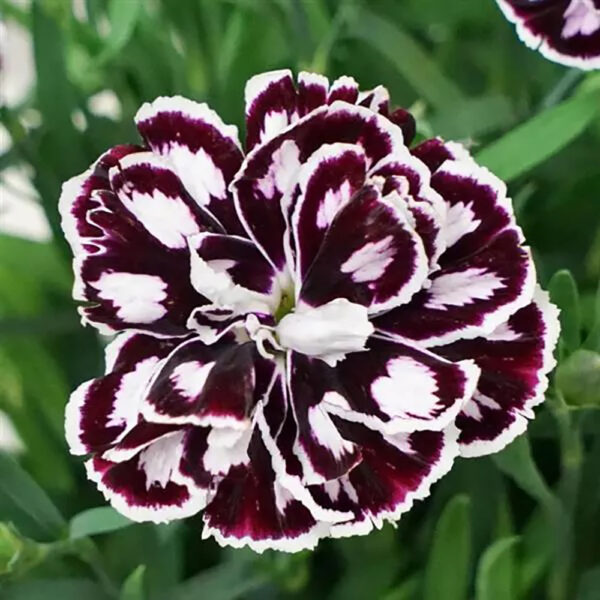Dianthus Capitán™ Purple White