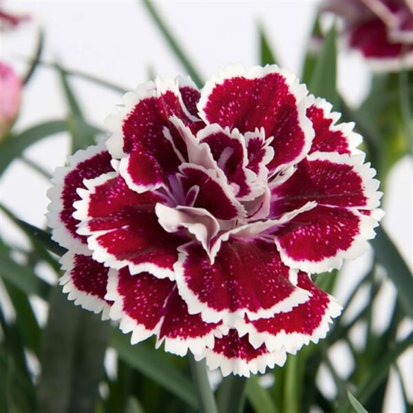 Dianthus DiaDeur™ Magenta White Edge
