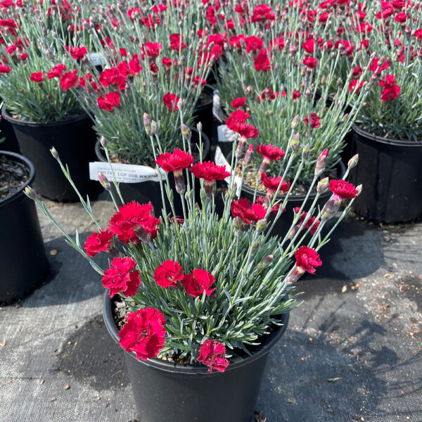 Dianthus Fire Star