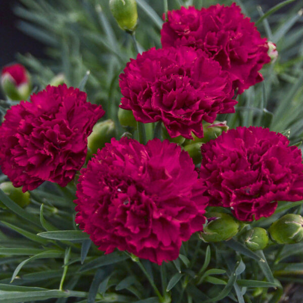 Dianthus Fruit Punch® 'Cranberry Cocktail'