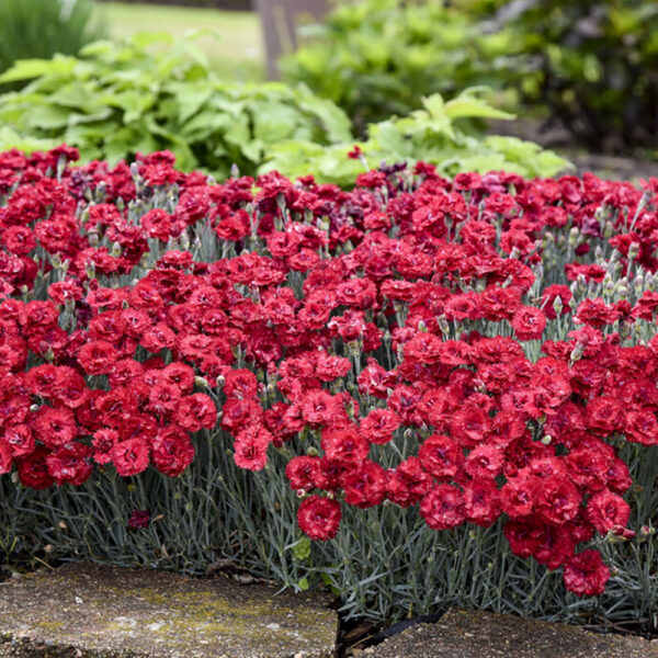 Dianthus Fruit Punch® 'Maraschino'
