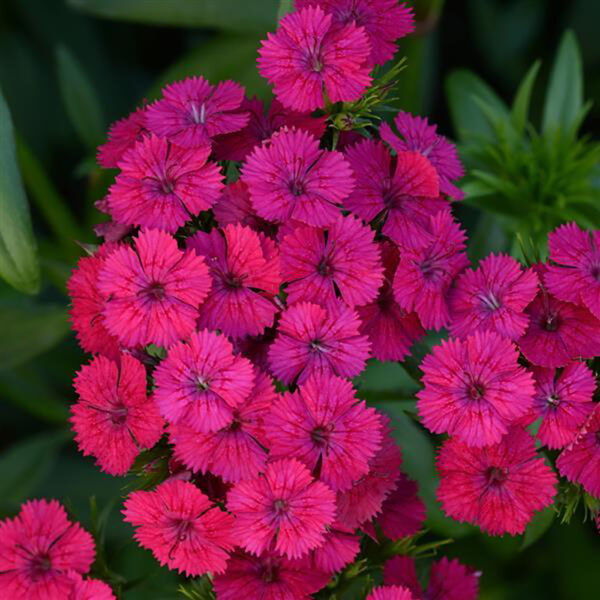 Dianthus Jolt™ Cherry