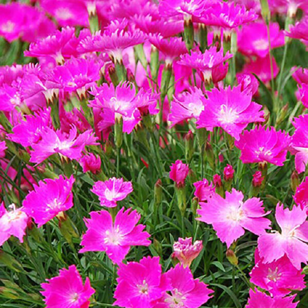 Dianthus Kahori® Pink