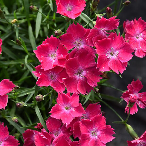 Dianthus Kahori® Scarlet