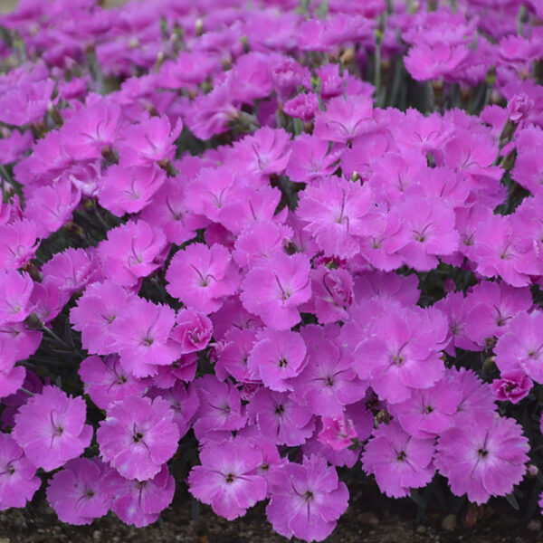 Dianthus 'Paint the Town Fuchsia'