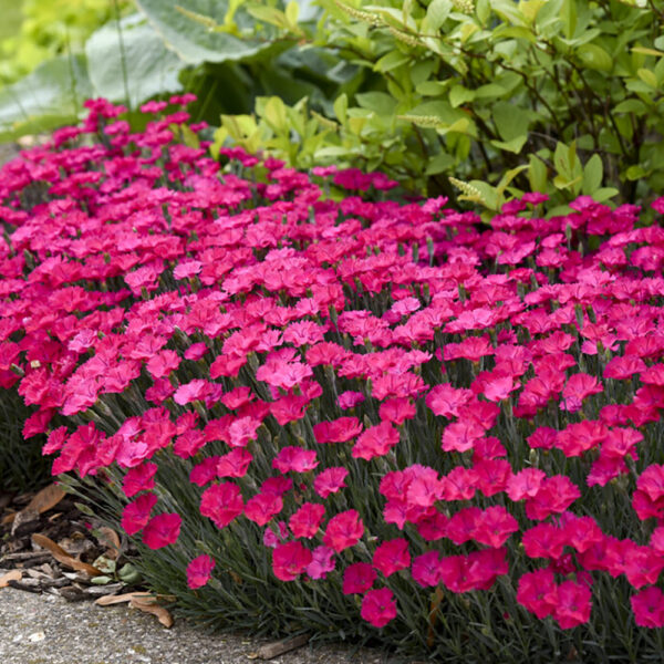 Dianthus 'Paint the Town Magenta'