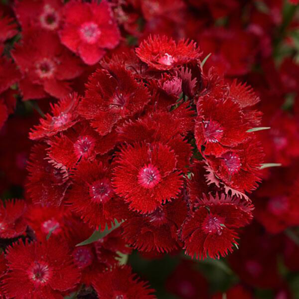 Dianthus Rockin'™ Red