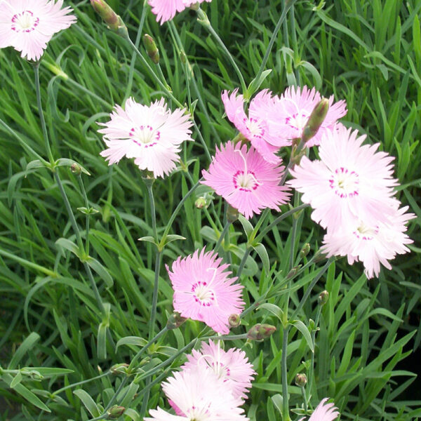 Dianthus grat. 'Bath's Pink'