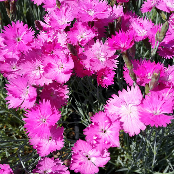 Dianthus grat. 'Firewitch'