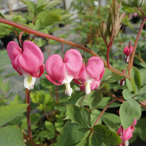 Dicentra spectabilis