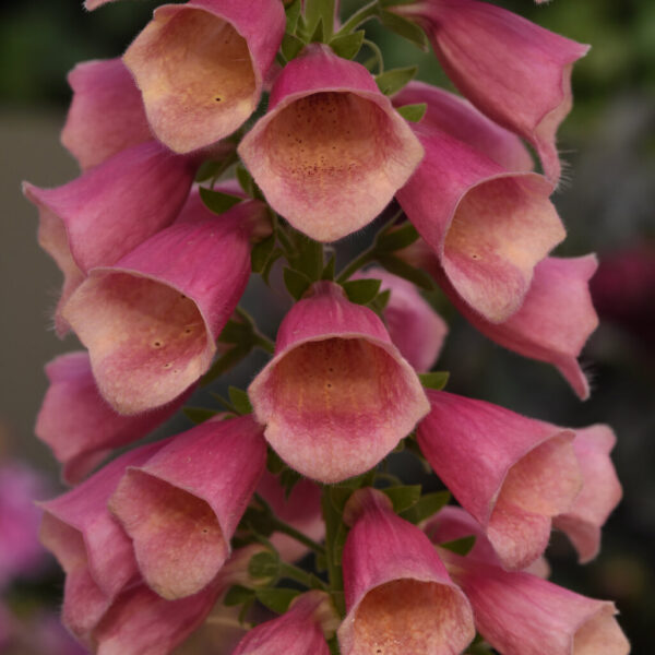 Digitalis Arctic Fox Rose