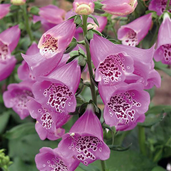 Digitalis purp. 'Camelot Lavender'